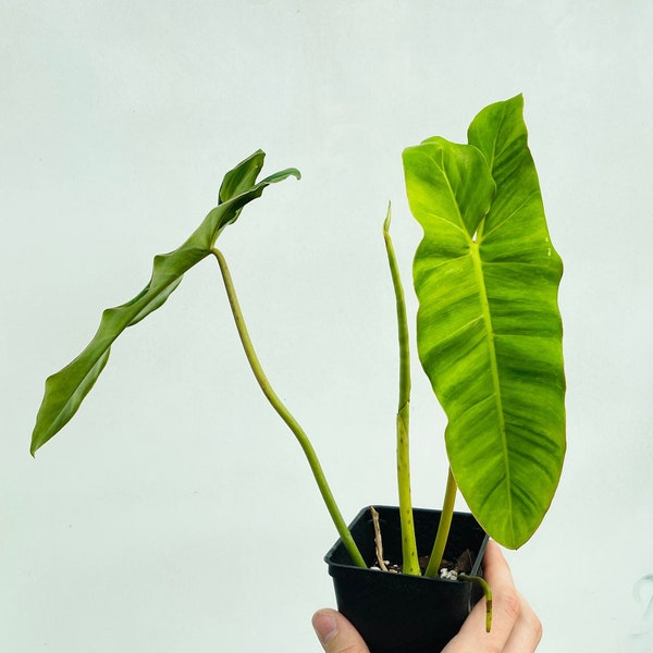 Philodendron Paraiso Verde Plant | Fully Rooted | Local Supplier | Rare Tropical Plant