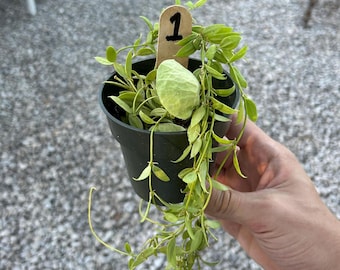 Ceratostema Doucettei - Assorted 4 Inch Pots - Etsy