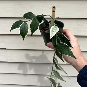 Puede incluir: Una planta en maceta con hojas de color verde oscuro bordeadas de blanco, sostenida en una maceta de plástico negro. Un palito de madera con el número "1" está insertado en el suelo. La planta está siendo sostenida por una persona.