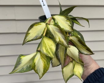 US Seller - Hoya Polyneura Splash 'jasminka' Variegated Unrooted