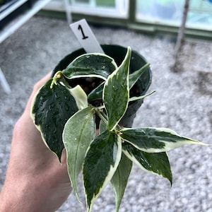 Polyneura jasminka - Etsy 日本