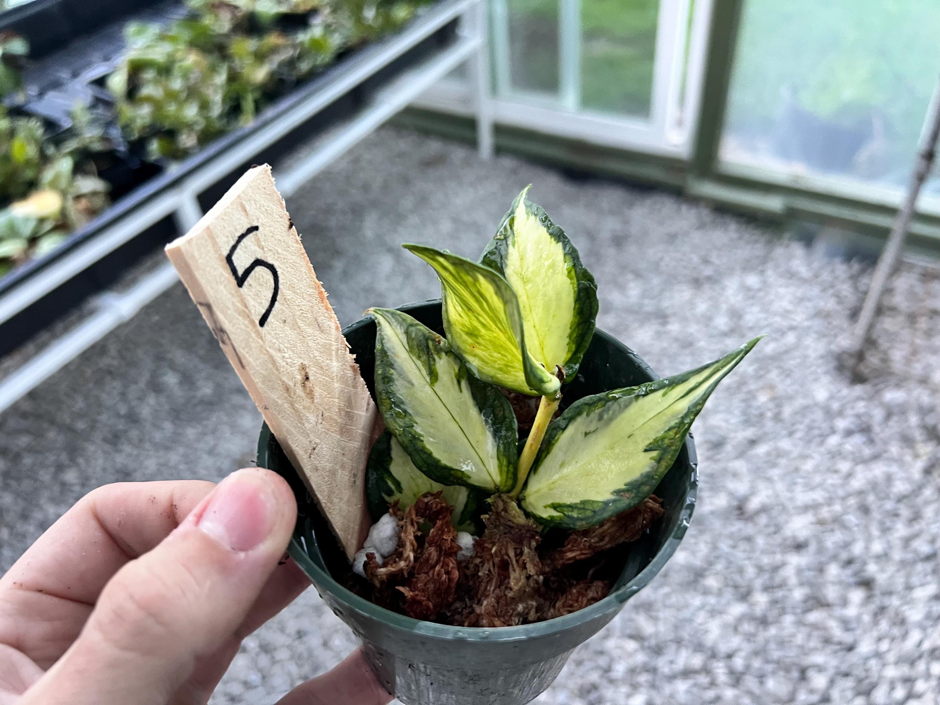Hoya polyneura inner variegated - Etsy 日本