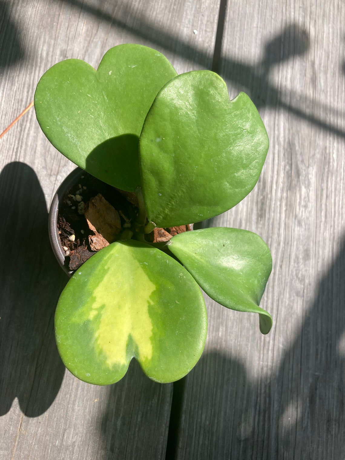 Hoya Kerrii Inner Variegated