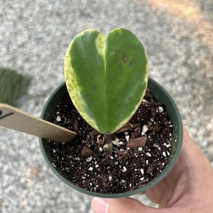 Hoya Kerrii Albo Marginata Spot (Hoya Splash Pattern) |  | Local Supplier | Rare Hoya Kerri