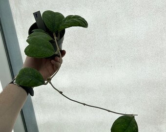 Hoya Deykeae Plant | FREE HEATPACK INCLUDED | Potted Hoya Plant | Indoor Tropical Houseplant