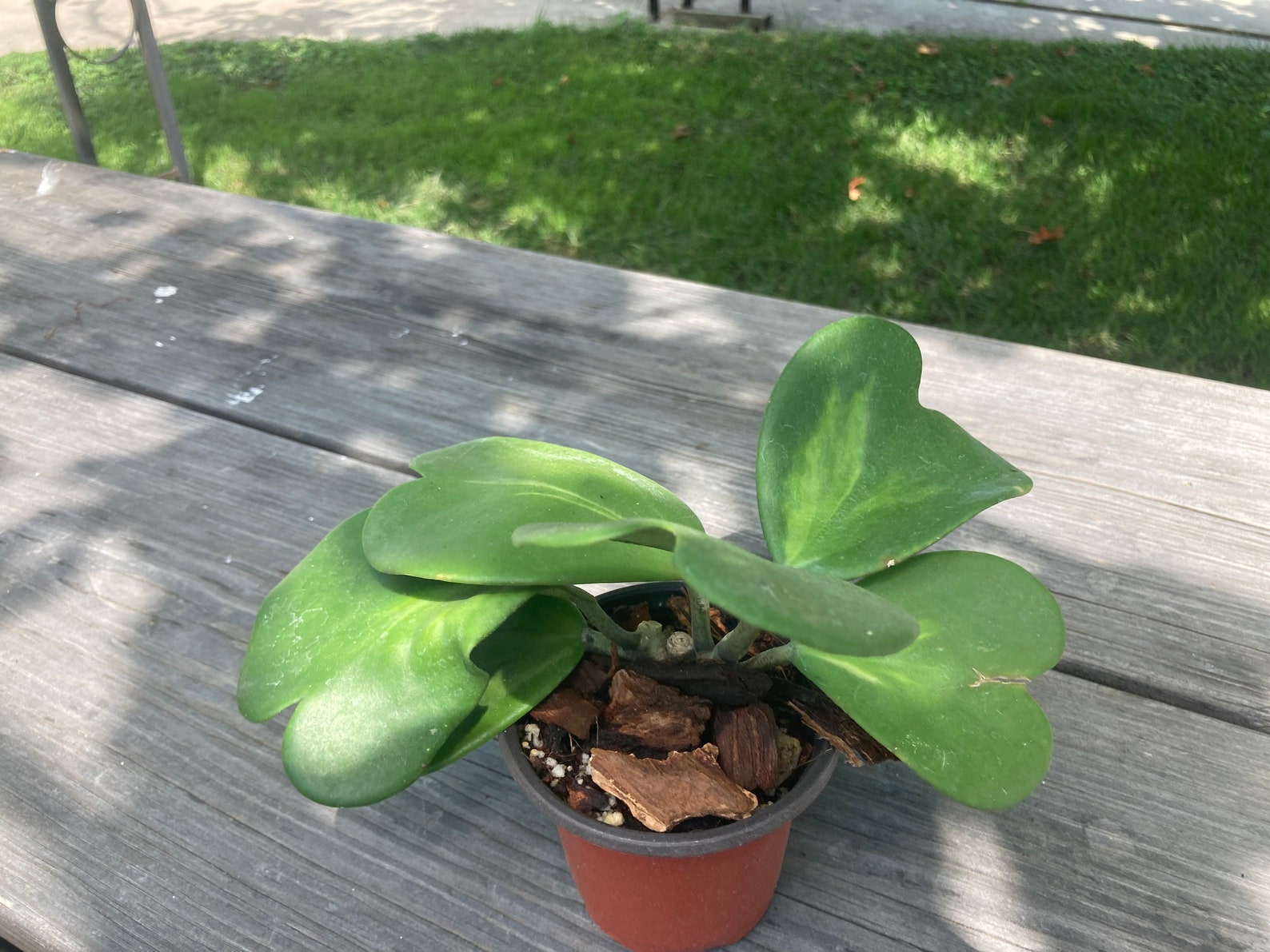Hoya Kerrii Inner Variegated