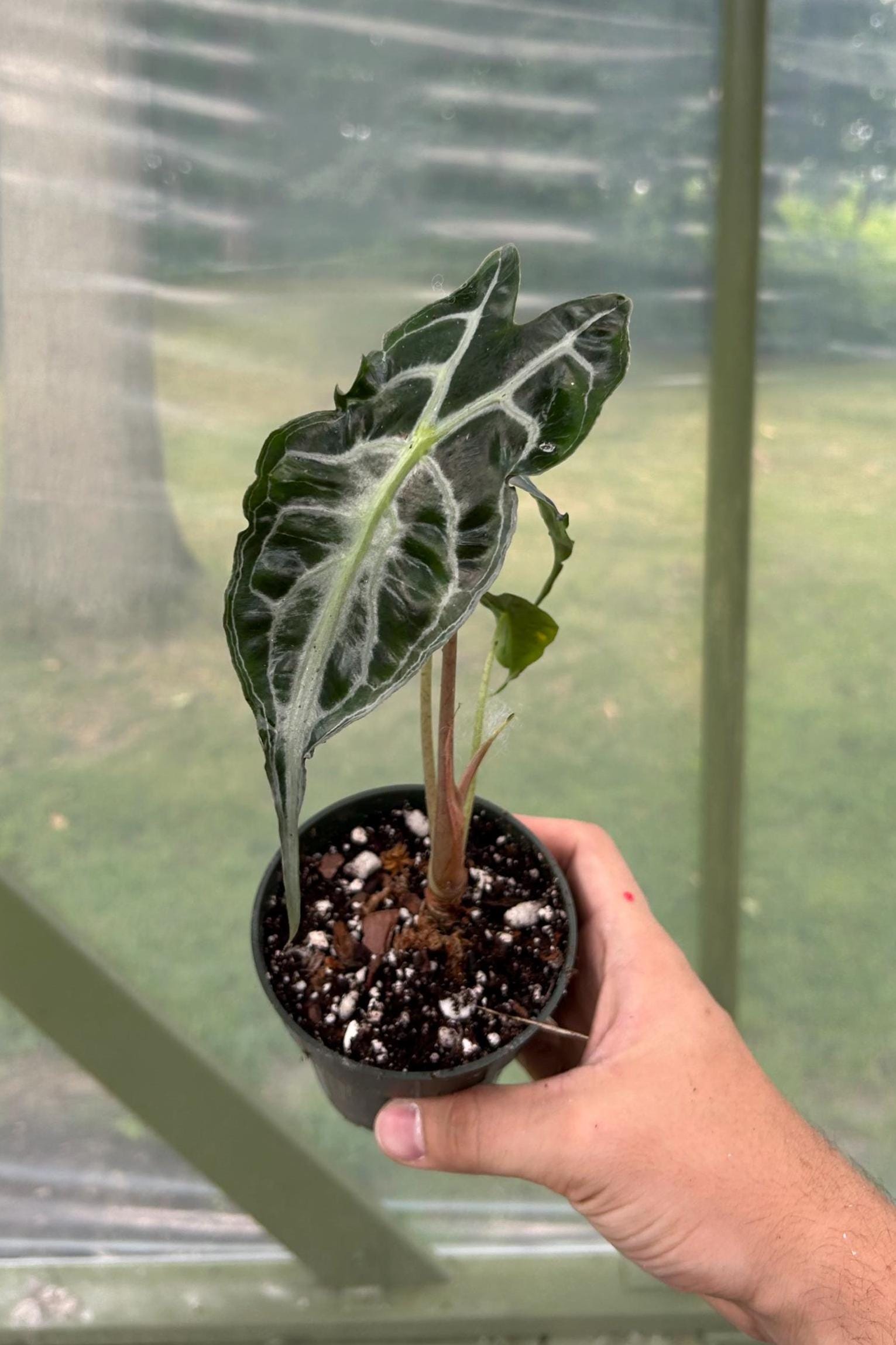 アロカシア ヴェノム 小苗① 葉2枚 約10cm アロカシア ベノム | GREEN LUCK