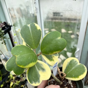 Hoya Kerrii Outer Variegated Plant |  | Local Supplier | Rare Hoya Kerri