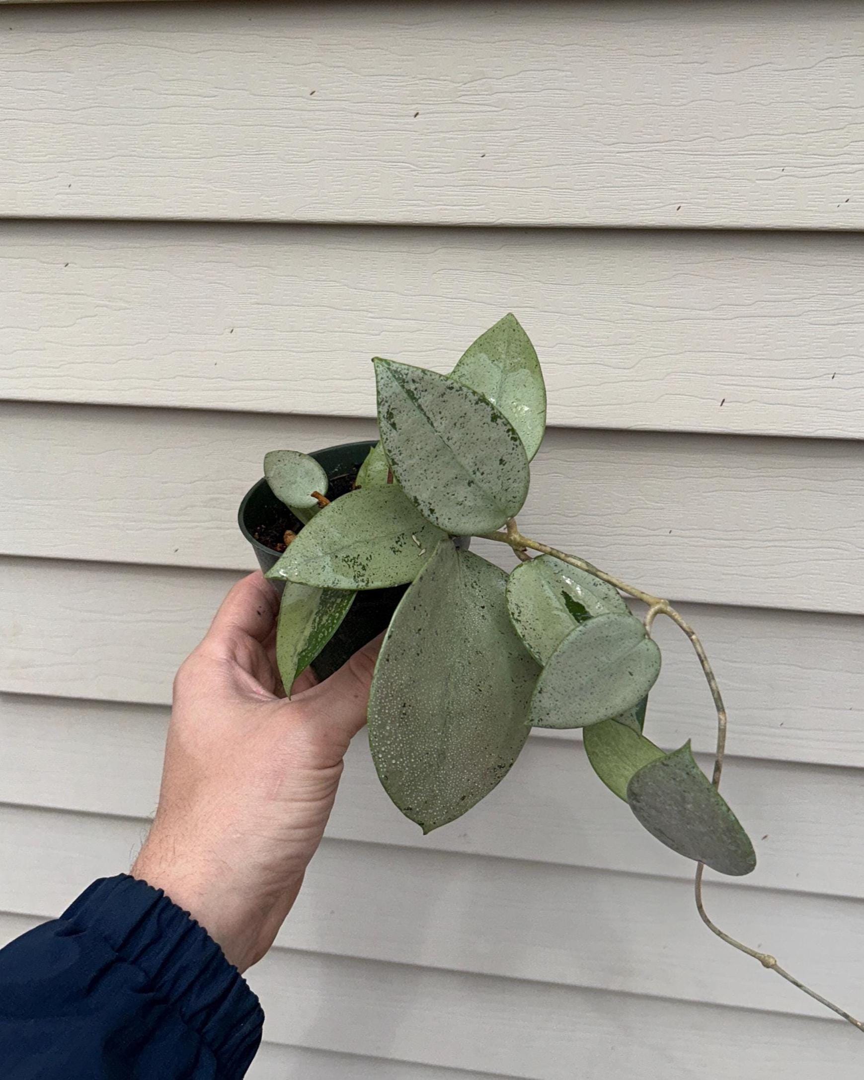 Hoya glabra - Etsy 日本