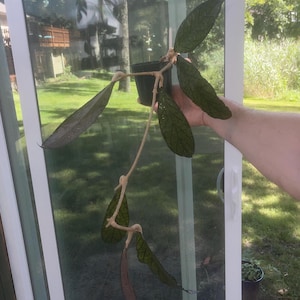 plante Hoya Tanggamus | Hoya en pot | Plante d&#39;intérieur tropicale d&#39;intérieur