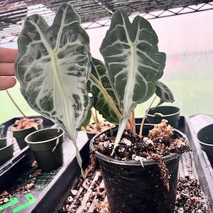 Established Alocasia VENOM Plant | Fully Rooted | Local Supplier | Beautiful Houseplant