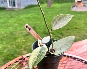 Hoya Pandurata Silver Rooted + Free Surprising Cutting/rare Hoya