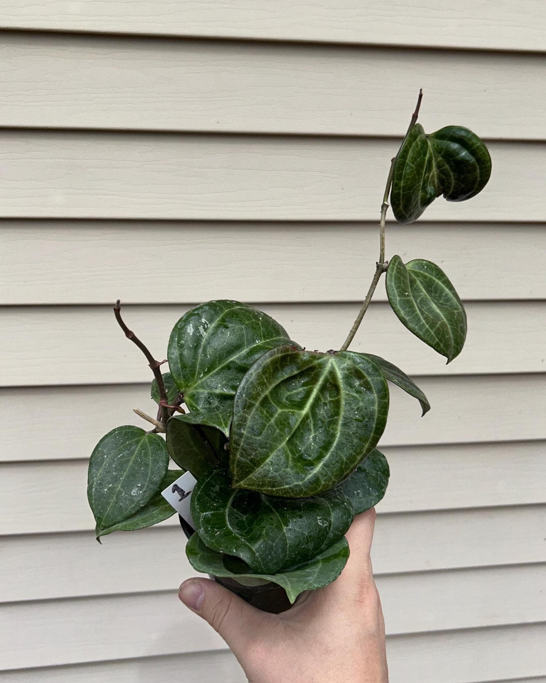 Hoya sarawak - Etsy 日本