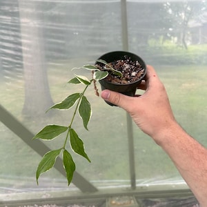 Polyneura broget panaché Hoya « Whale Tail » | Entièrement enraciné | Fournisseur local | Belle plante d&#39;intérieur