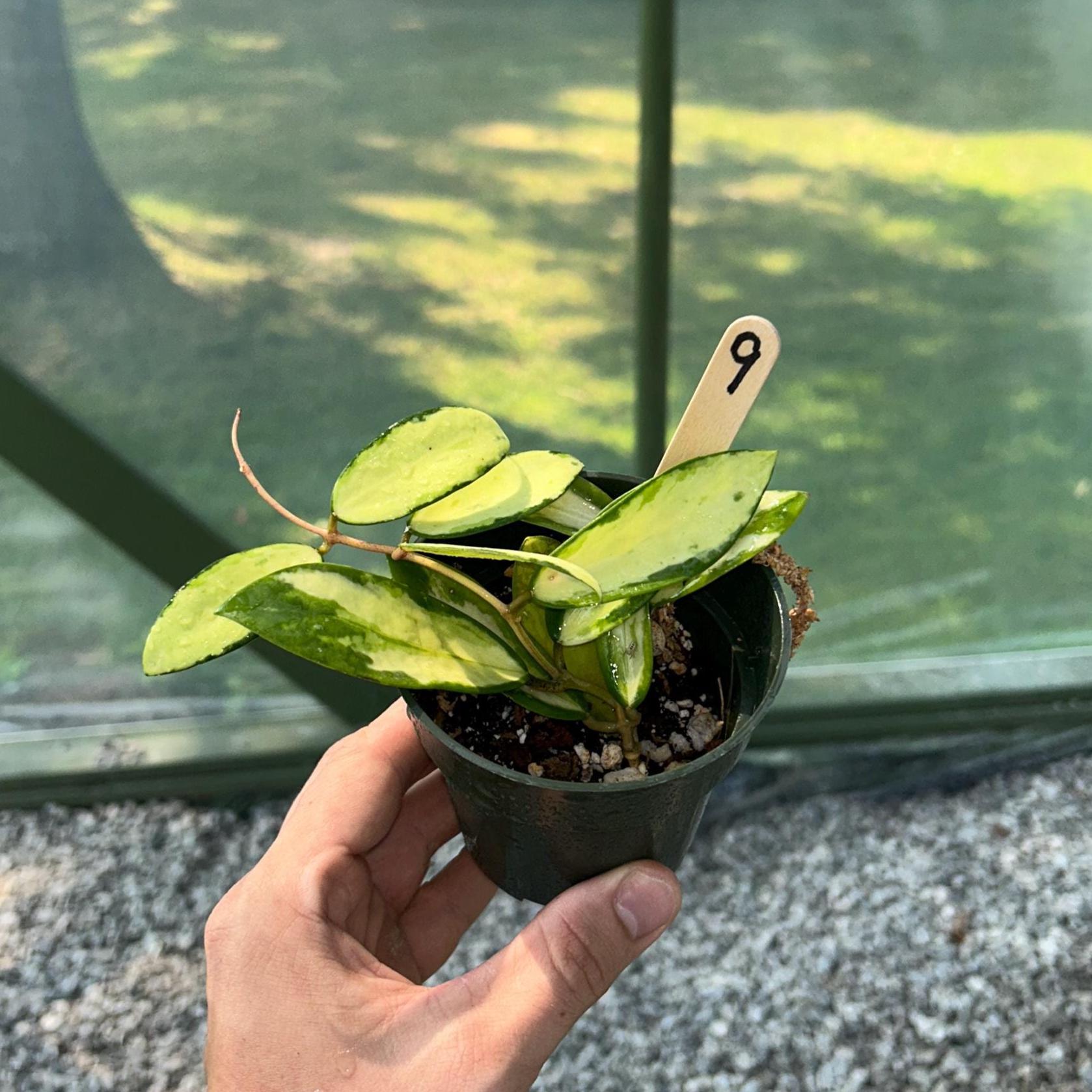 Hoya polyneura 斑入り？ Hoya polyneura inner variegated - Etsy 日本