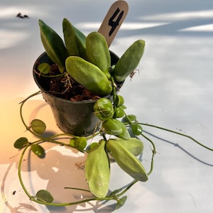 Dischidia major - Etsy 日本