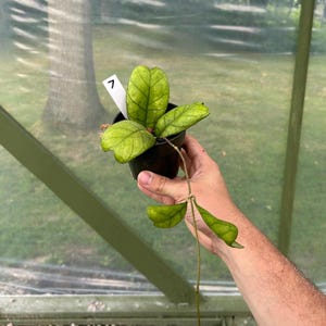 Hoya Deykeae Plant | Potted Hoya Plant | Indoor Tropical Houseplant
