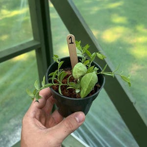 ディスキディア・ヴィダッリ | 屋内熱帯植物 | 珍しい植物 | 観葉植物