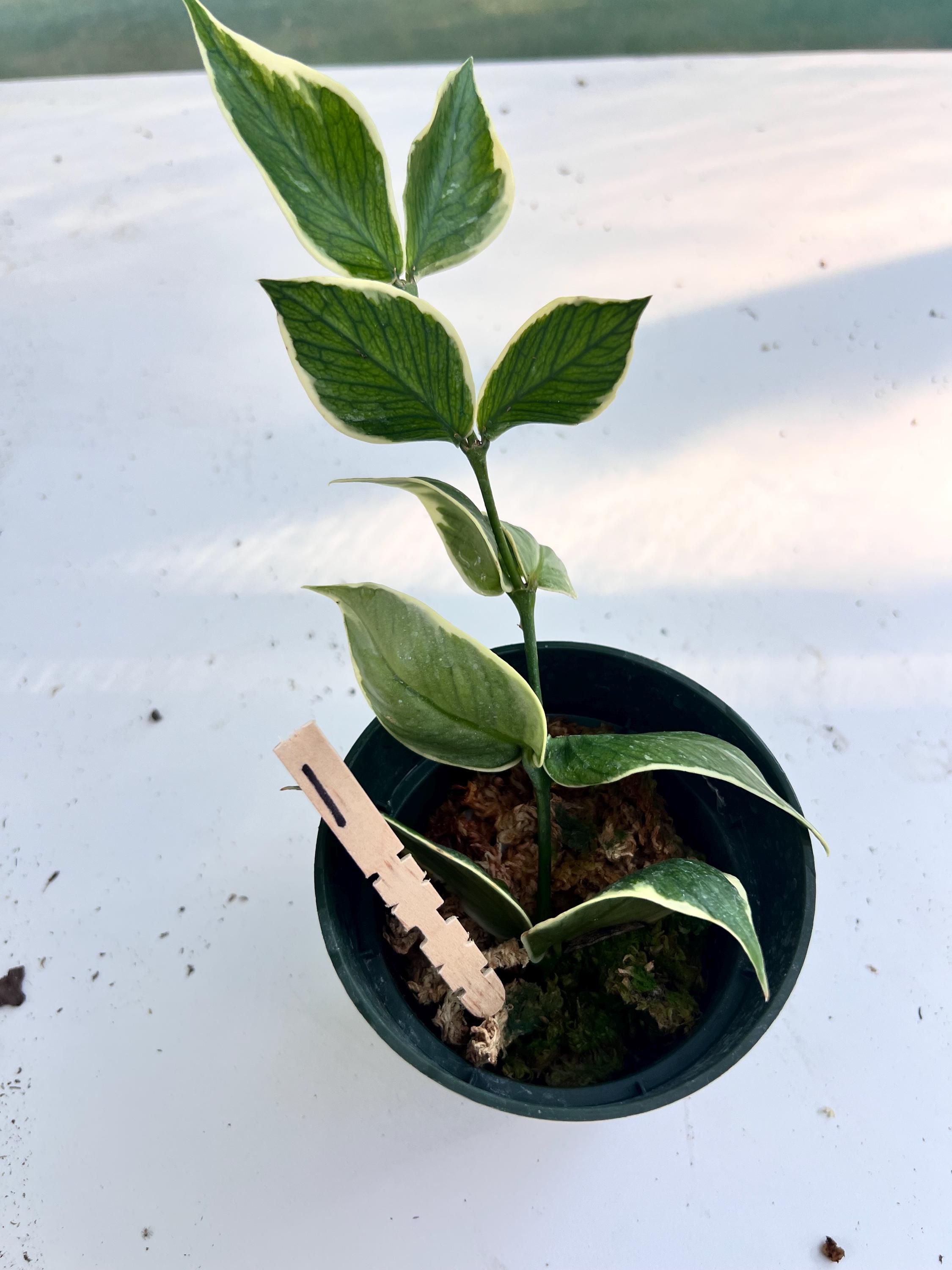 Hoya polyneura - Etsy 日本