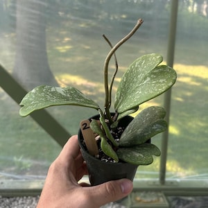Hoya Kerrii splash Variegated Plant |  | Local Supplier | Rare Hoya Kerri