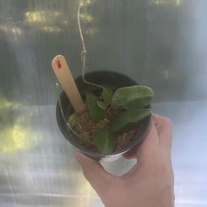 ディシディア・メジャー「ラトル・スカルズ」 | 鉢植え | 室内熱帯植物 | 希少植物