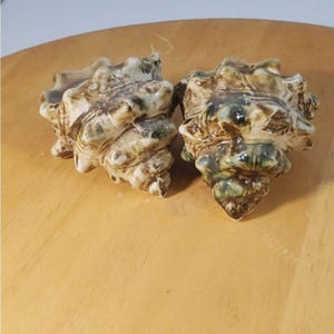 May include: Two brown and green seashells with a rough, textured surface. The shells are arranged side by side on a light brown wooden surface.