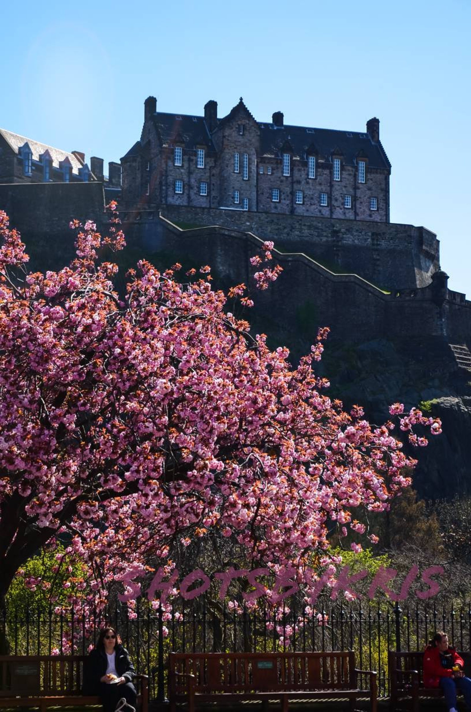 Edinburgh Castle Cherry Blossom Spring Scottish Photo Print Etsy New
