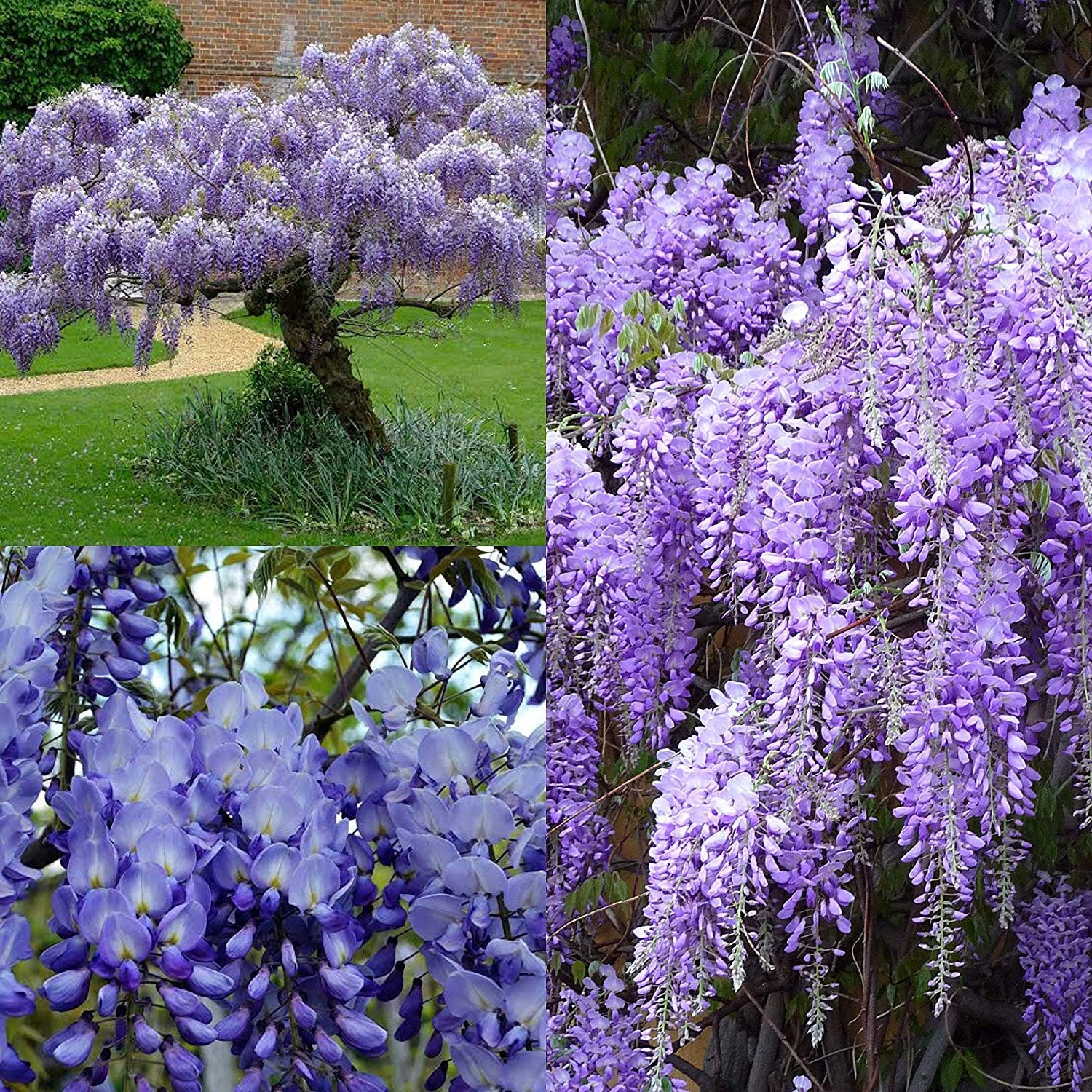 Gardens Rare Ornamental Indoor Dwarf Blue Wisteria Flowering Etsy