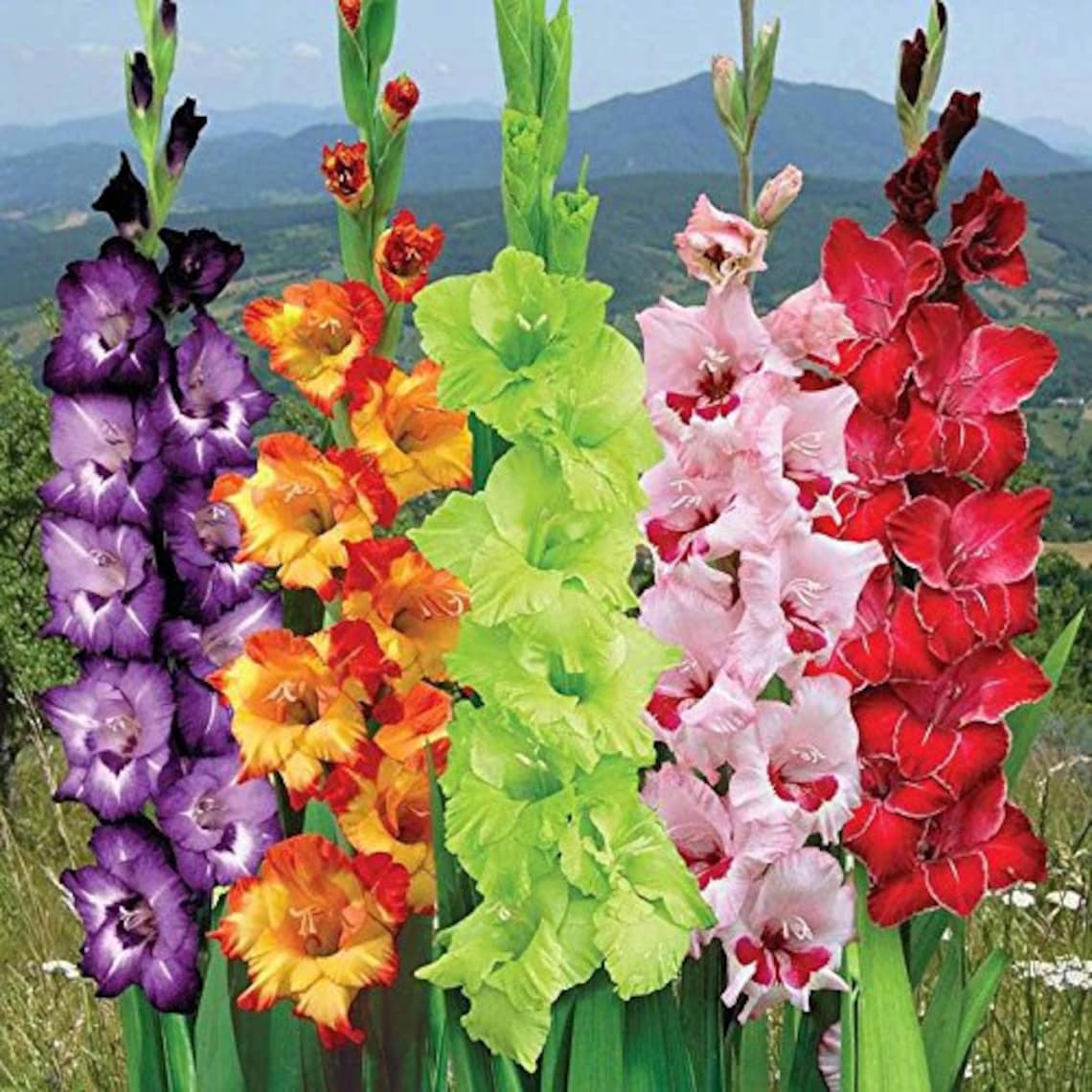 Garden Gladiolus Mix Flower Bulbs Multicolour Pack of 5 Etsy