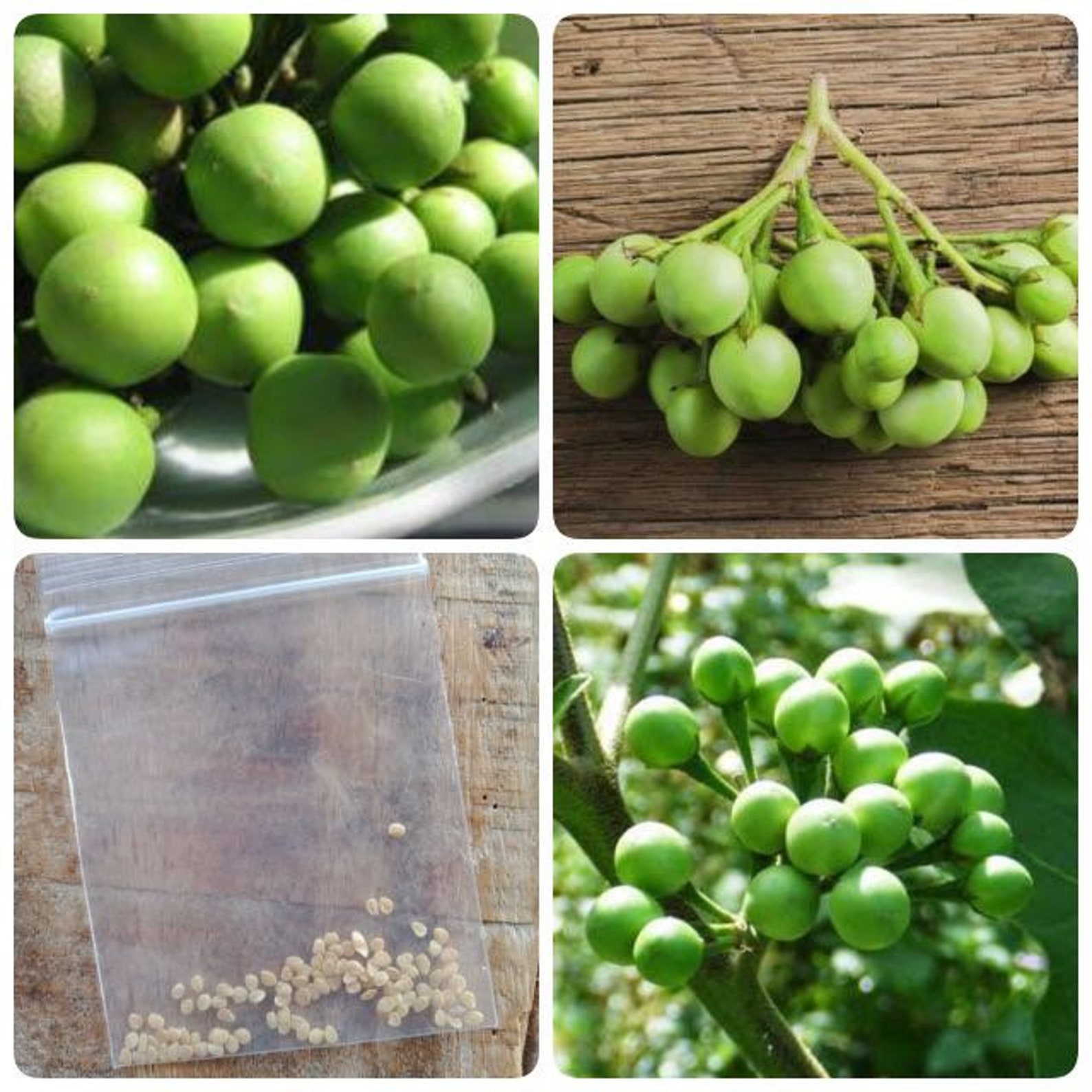 Pea Eggplant Seeds Etsy