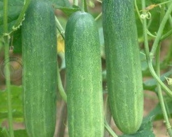 Cucumber Seeds