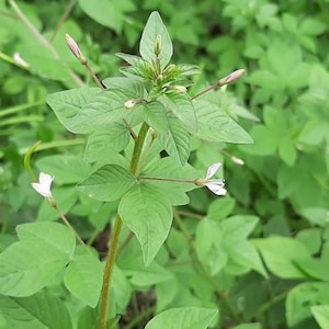Cleome Seeds