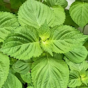 Green Shiso Seeds