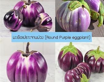 Purple Eggplant Seeds