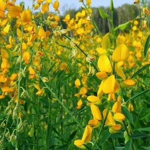Sunn Hemp Seeds/ Po Thueng Seeds