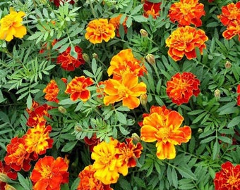 Marigold Dwarf French Double Mixed Colors Seeds