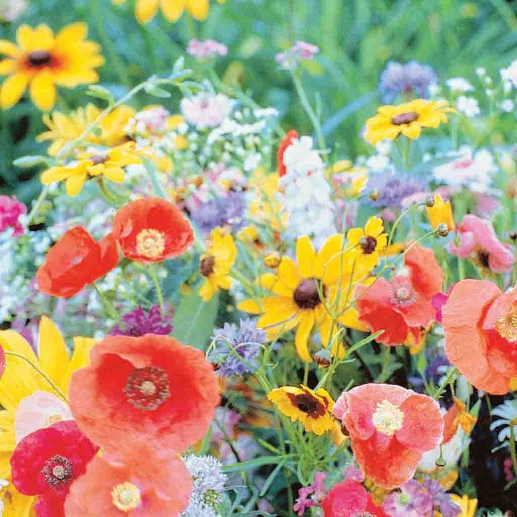 Wildflower Blend Bird&butterfly Seeds Etsy