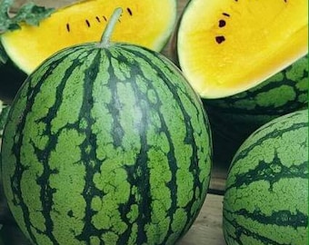 Watermelon-Yellow Petite