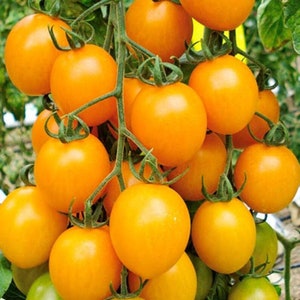 Tomato Honeycomb Hybrid Seeds
