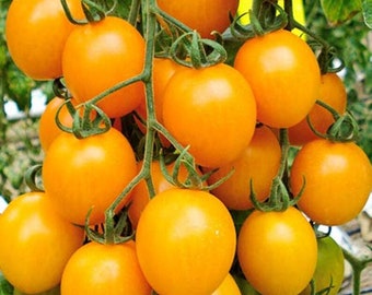 Tomato Honeycomb Hybrid Seeds