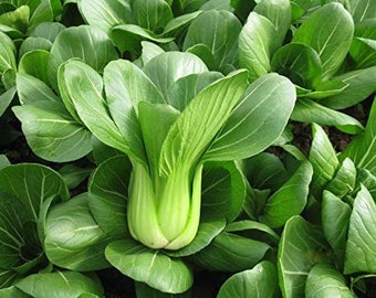 Cabbage-Baby Pak Choi(Organic)