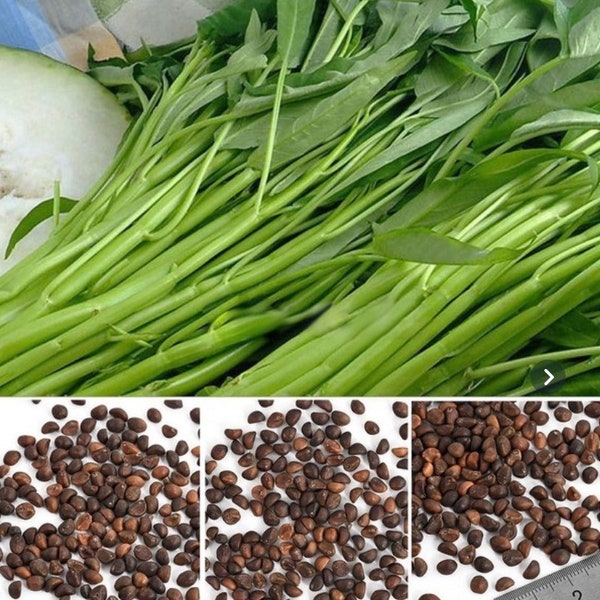 Green Spinach Seeds Vegetable Garden Water Kang Plant Leaf Green Home