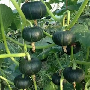 Pumpkin Seed Planter - Etsy