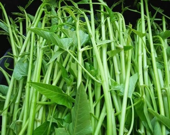 Thai Water Spinach (Thai Pak Boong) Yentafo