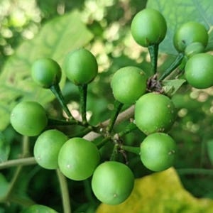 Pea Eggplant Seeds