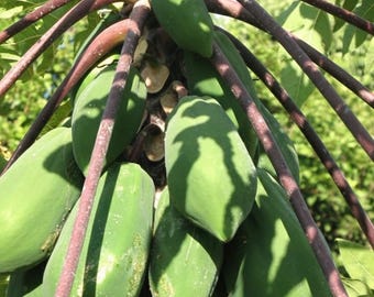 Fresh Papaya Seeds