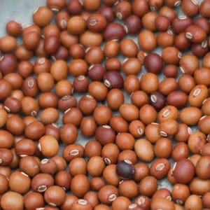 May include: A close-up shot of a pile of brown beans with a small, oval shape. The beans vary in color, ranging from light tan to deep reddish-brown. Some beans have a small, white spot. The beans are scattered across a light gray surface.