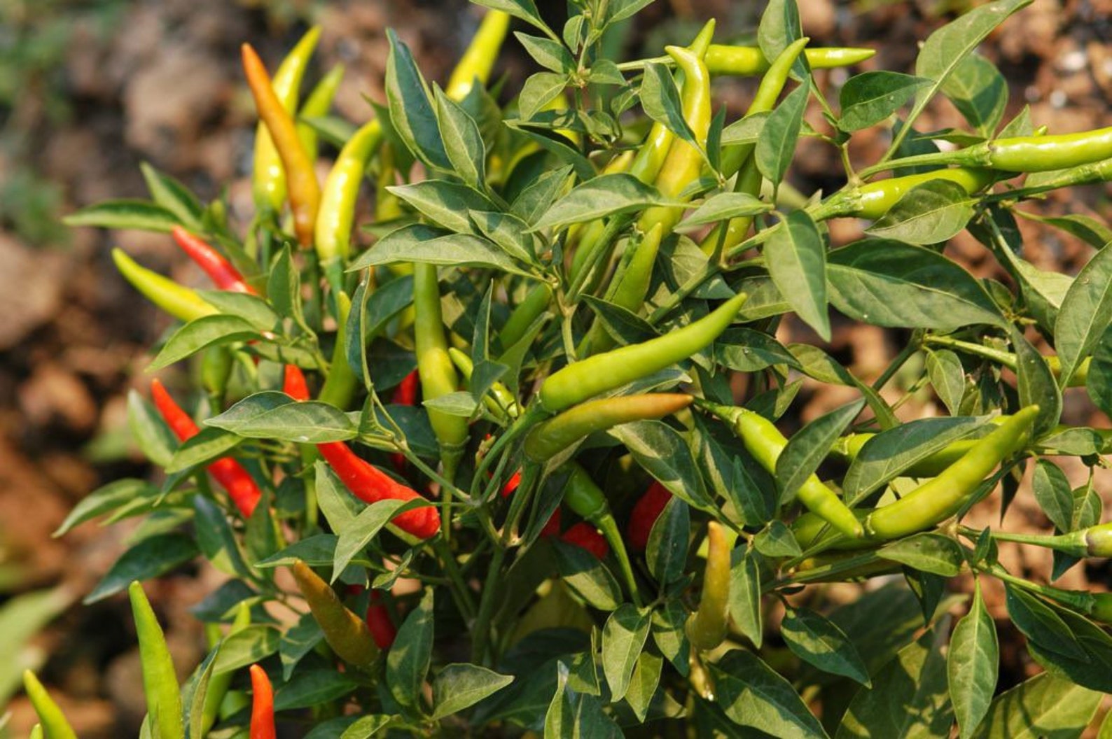 4 Thai Chili Hot Pepper Live Plants Etsy