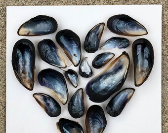 Mussel Shell Heart on 8" x 8" Flat Canvas