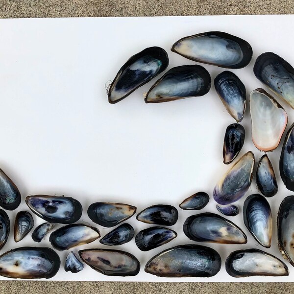 Mussel Shell Wave on 11" x 14" Flat Canvas